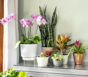 Ultimate Guide to Indoor Plants: Choosing & Caring Tips