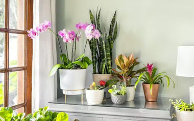 Ultimate Guide to Indoor Plants: Choosing & Caring Tips