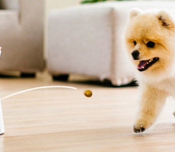 Top Pet Tech Gadgets for Monitoring and Entertaining Your Pets