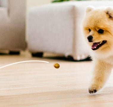 Top Pet Tech Gadgets for Monitoring and Entertaining Your Pets